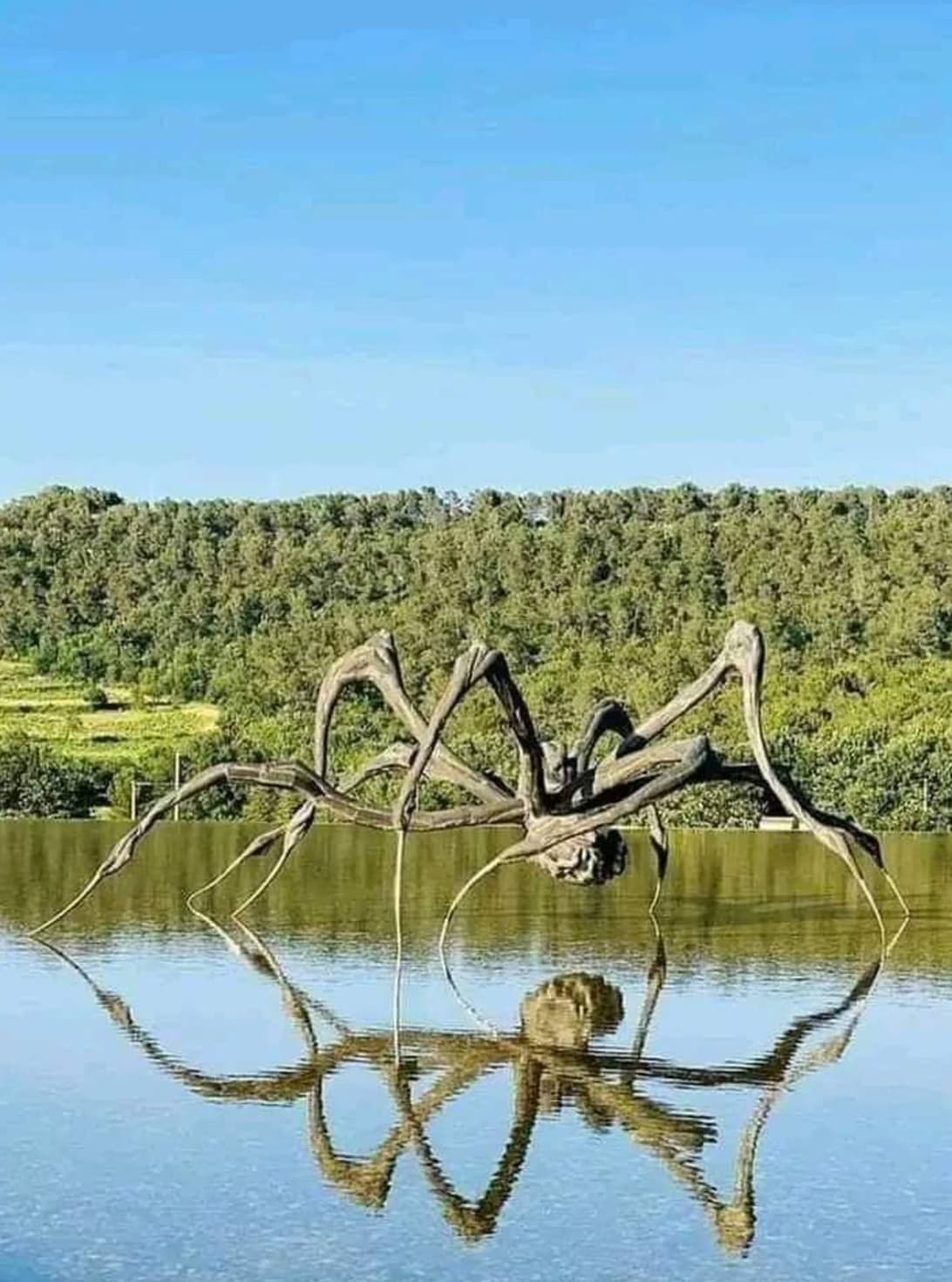 driftwood spider